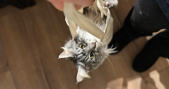 hélène pet sitter à CREMIEU 38460_2