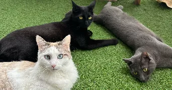 laure pet sitter à ROYAN 17200