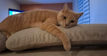 elea pet sitter à LE HAVRE 76610_2