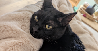 lucie  pet sitter à MONTLHERY 91310_3