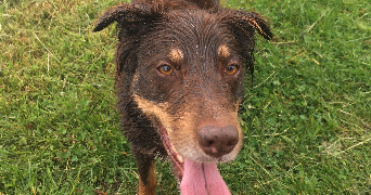 margot pet sitter à ROUEN 76000_1
