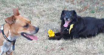 nathalie pet sitter à LE BOULLAY THIERRY 28210_3