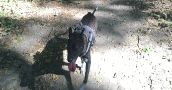 léa pet sitter à BOUSSY ST ANTOINE 91800_4