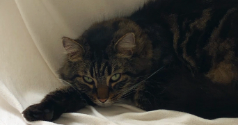 méline pet sitter à PARIS 11 75011_9