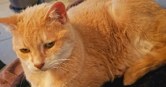 pascale pet sitter à VILLEURBANNE 69100_2