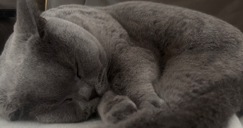 sandrine pet sitter à ST HERBLAIN 44800_1