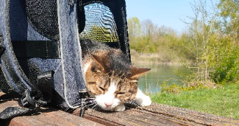caroline pet sitter à NOISY LE GRAND 93160_3