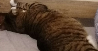 raphaël pet sitter à MOULINS 03000_2