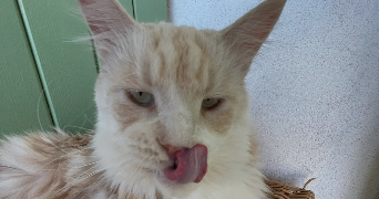 tasha pet sitter à MONT ST AIGNAN 76130_3