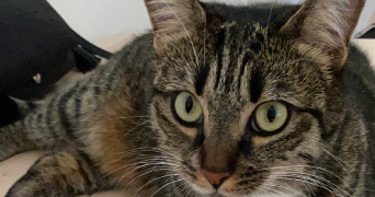romain  pet sitter à NEUILLY PLAISANCE 93360_2