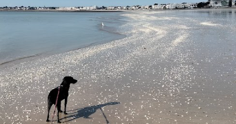solenne pet sitter à GUERANDE 44350_1