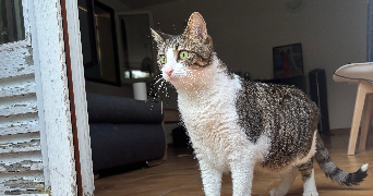 oceane pet sitter à Rocbaron 83136_6