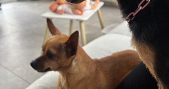 joana pet sitter à ST OUEN L AUMONE 95310_6
