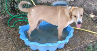 quentin pet sitter à ANTIBES 06600_1