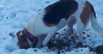 veronique pet sitter à BRON 69500_2