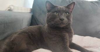deborah pet sitter à GENTILLY 94250_1