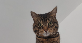 eva pet sitter à ANHIERS 59194_2