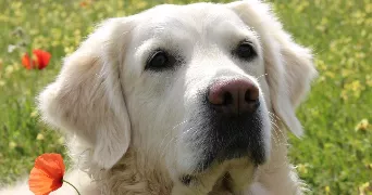 Rebecca pet sitter à Le Plessis-Trévise 94420