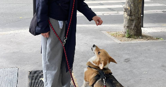 vasylysa pet sitter à ST DENIS 93200_2