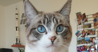 sandrine pet sitter à RIVES 38140_0