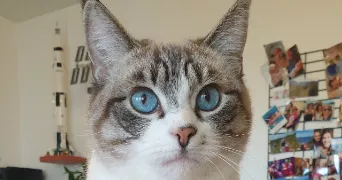sandrine pet sitter à RIVES 38140