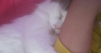 ines pet sitter à LILLEBONNE 76170_3
