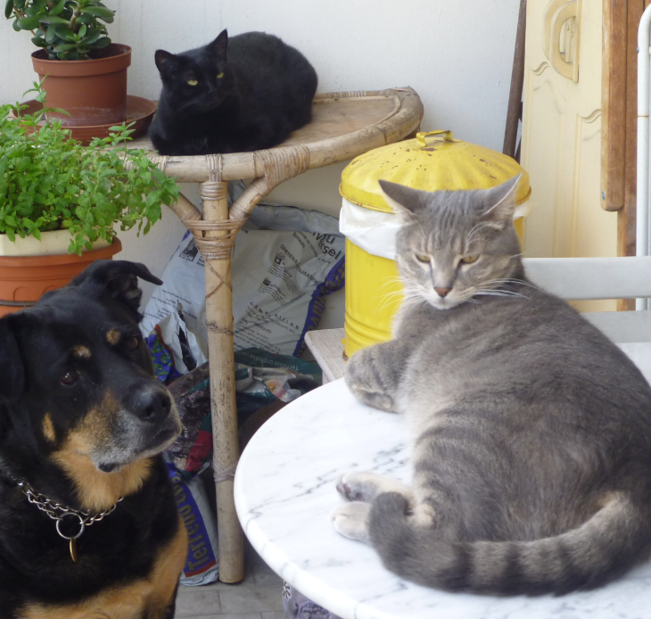 Sébastien pet sitter à Grasse 06520_2