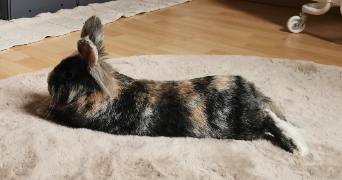 marine pet sitter à HABSHEIM 68440_1