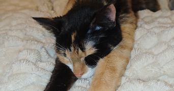 maïwen pet sitter à BELFORT 90000_7