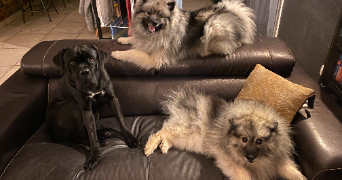 kevin pet sitter à BULHON 63350_2