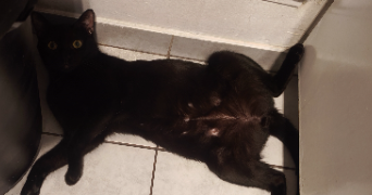 marion pet sitter à MONTPELLIER 34080_1