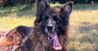 marianne pet sitter à PLOEREN 56880_3