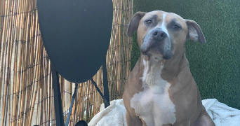 bastien pet sitter à STRASBOURG 67000_2
