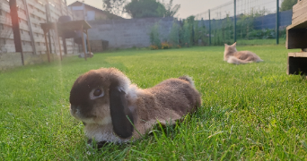 guillaume pet sitter à QUERENAING 59269_1