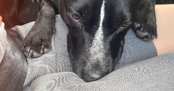 anna pet sitter à IVRY SUR SEINE 94200_2