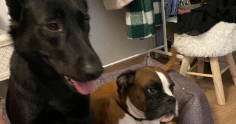 thibault pet sitter à BLANQUEFORT 33290_6
