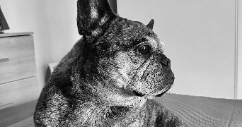 angeline pet sitter à CARCASSONNE 11000_3