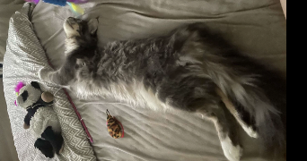 manon pet sitter à VANDOEUVRE LES NANCY 54500_4