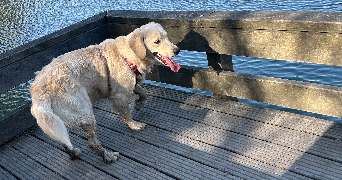 sasha pet sitter à LUMBRES 62380_2
