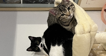 apolline pet sitter à ANGERS 49100_1