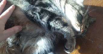 sophie pet sitter à NANCY 54000_1