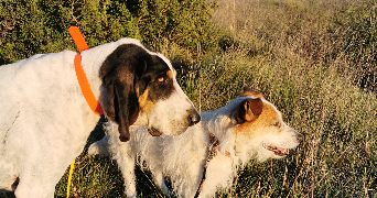 nathalie pet sitter à LA GARDE 83130_3