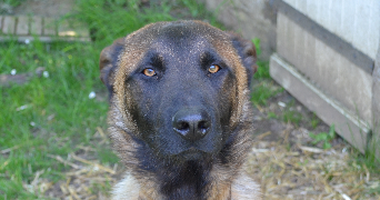 laurent pet sitter à montreuil le henri 72150_1