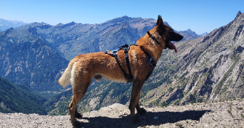 ysalyne pet sitter à DIJON 21000_1