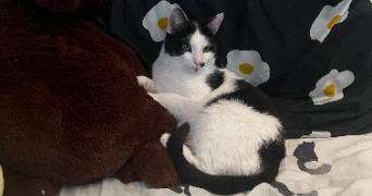 myrcéa pet sitter à NOISY LE GRAND 93160_0