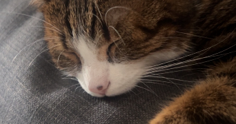 sabrina pet sitter à POISSY 78300_1