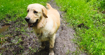 coralie pet sitter à ST LEGER AUX BOIS 60170_2