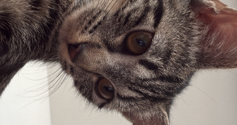 manon pet sitter à ORLEANS 45000_3