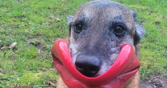 syrielle pet sitter à LOCHES 37600_5