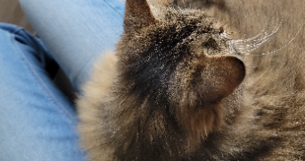 clothilde pet sitter à SALEUX 80480_7